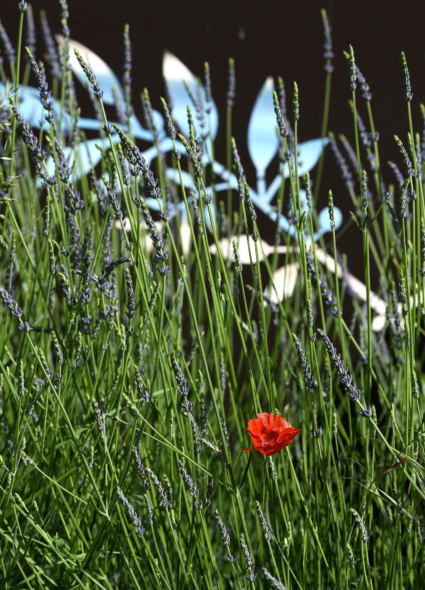 Bastide Des Demoiselles Bed & Breakfast Roussillon en Isere Eksteriør bilde